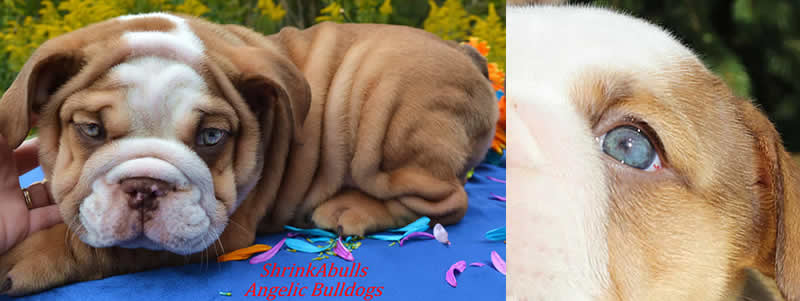 sable chocolate english bulldog puppies for sale